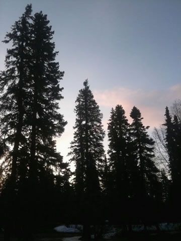 Trees Shading Snow